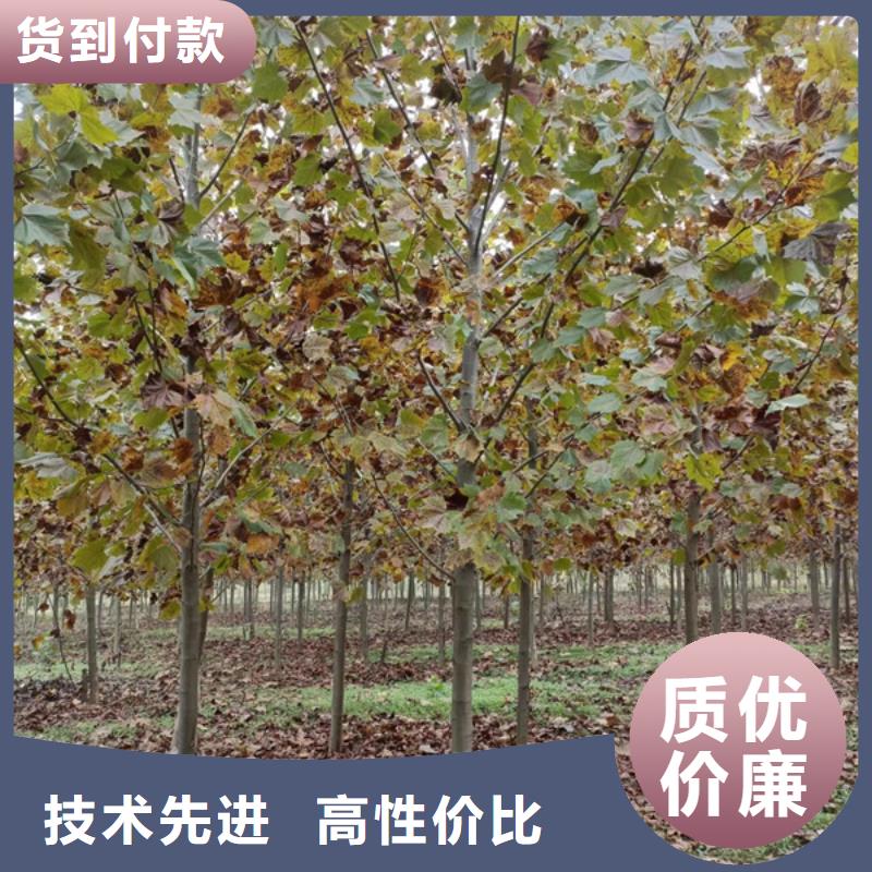 法桐黃金槐產(chǎn)地貨源