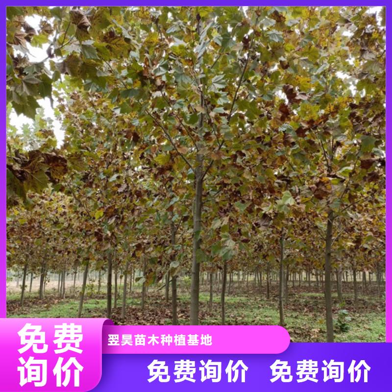 法桐_北京欒我們更專(zhuān)業(yè)