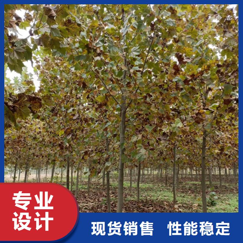 法桐五角枫批发货源