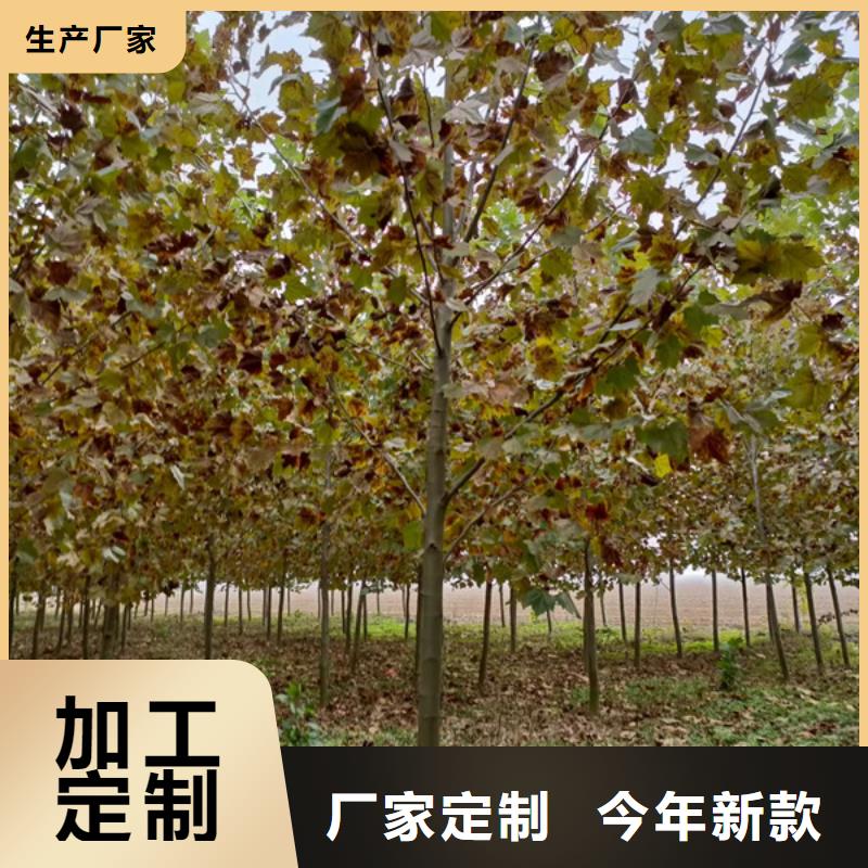 法桐-北京欒質(zhì)量安心