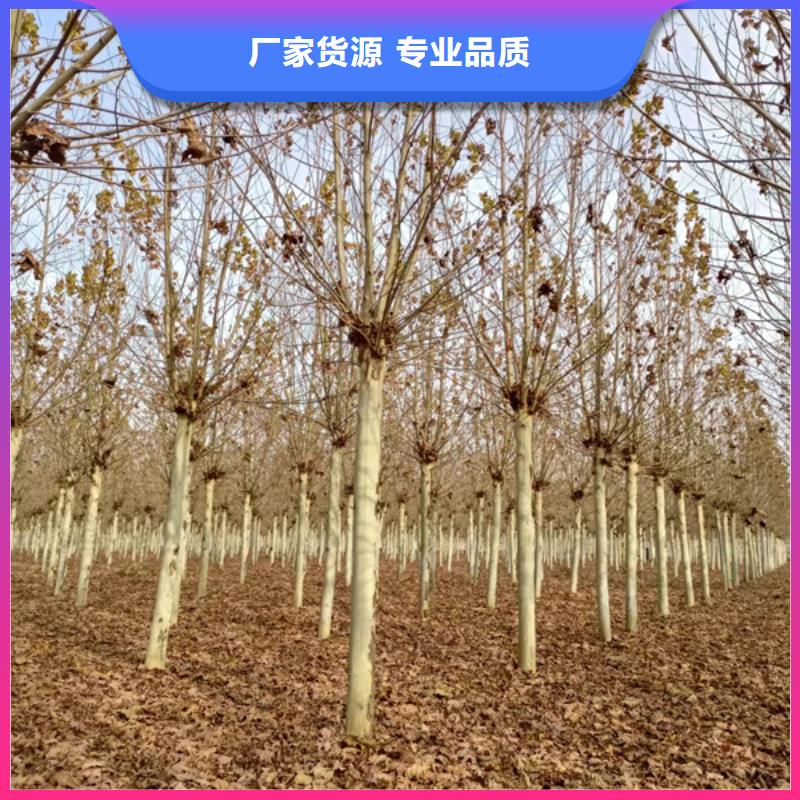 法桐炫麗海棠源頭廠家