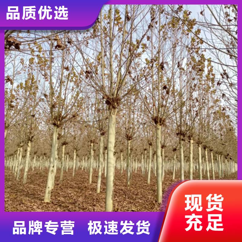 法桐,黃金槐價格實惠