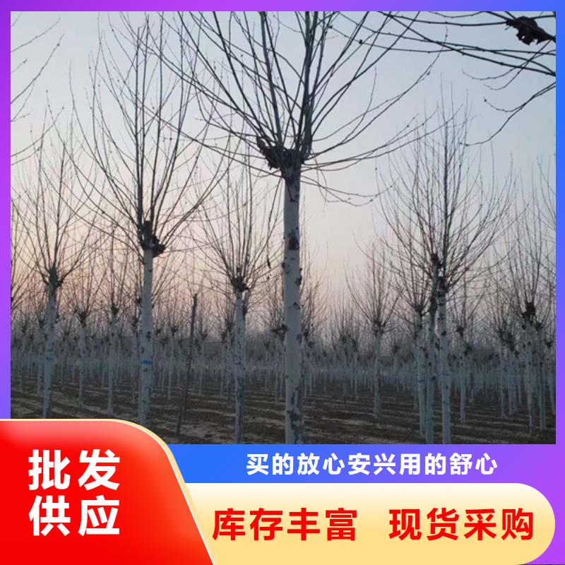 白蜡视频-白蜡|辽宁省阜新市|彰武|清河门|铁岭|大连|鞍山|盘锦|营口