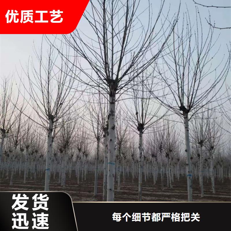 白蜡视频-白蜡|辽宁省阜新市|彰武|清河门|铁岭|大连|鞍山|盘锦|营口