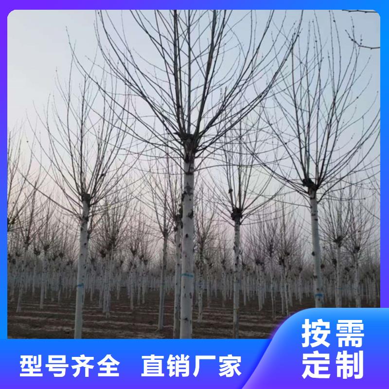 法桐價格暢銷全國法桐