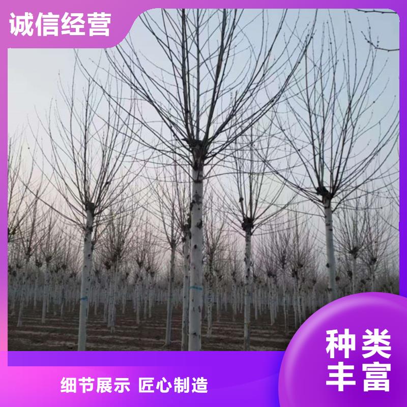 法桐_金叶白蜡现货交易