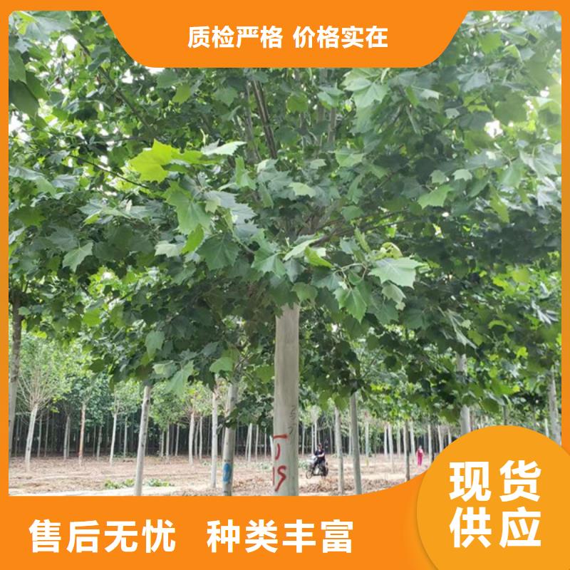 法桐白蠟廠家案例