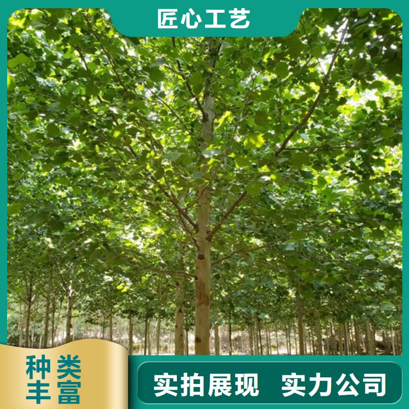  法桐多种规格可选