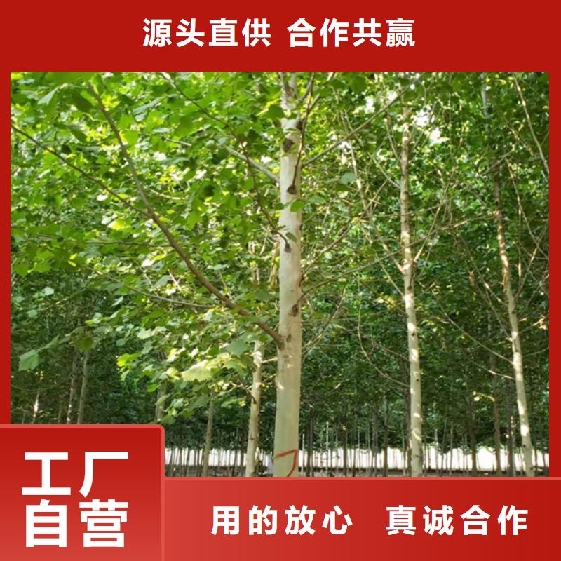 【法桐-五角枫满足客户需求】