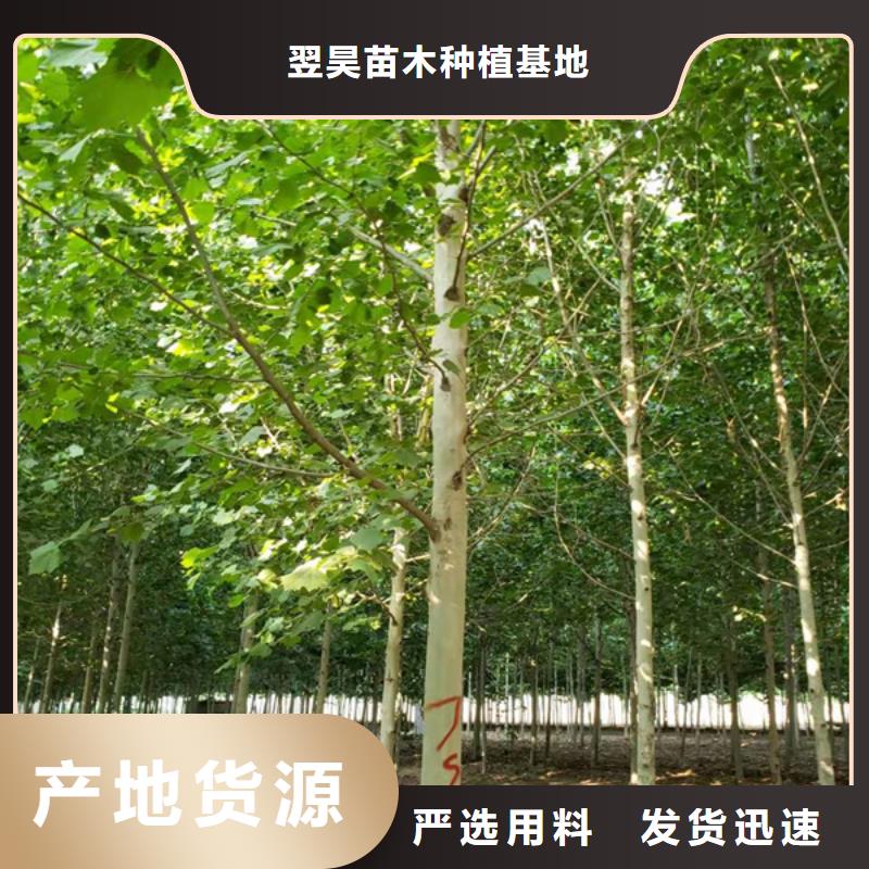 法桐原生冠法桐多家仓库发货