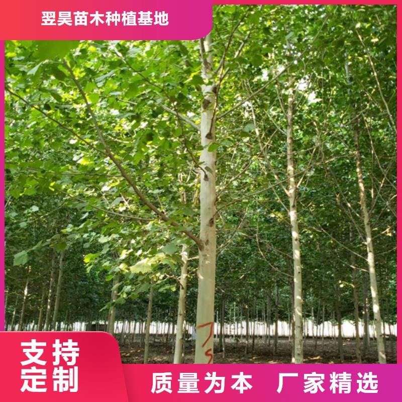 法桐,【白蠟】大廠家實(shí)力看得見(jiàn)