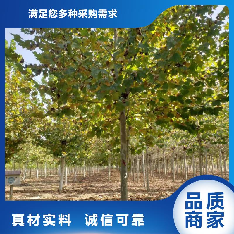 法桐 五角枫用心制作