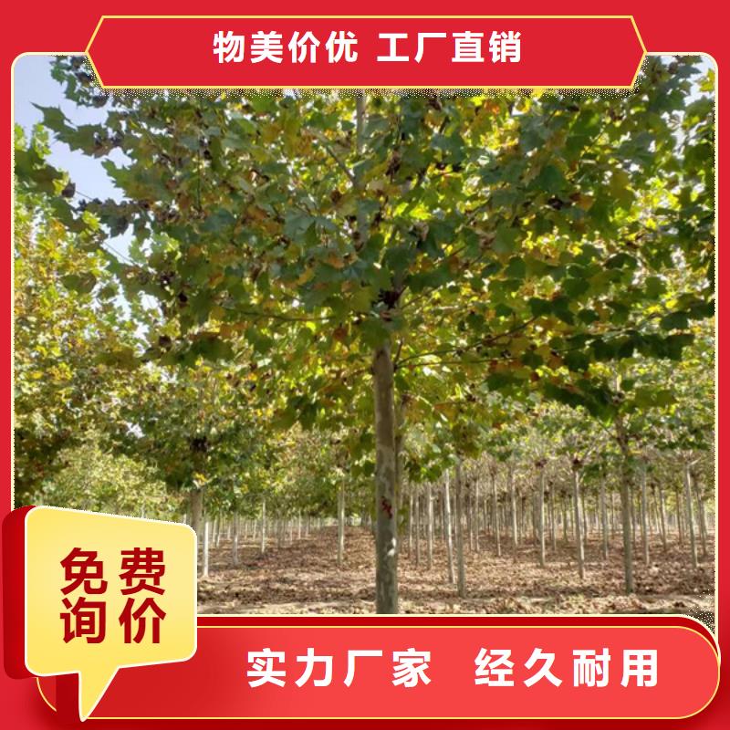 法桐 黃金槐滿足您多種采購需求