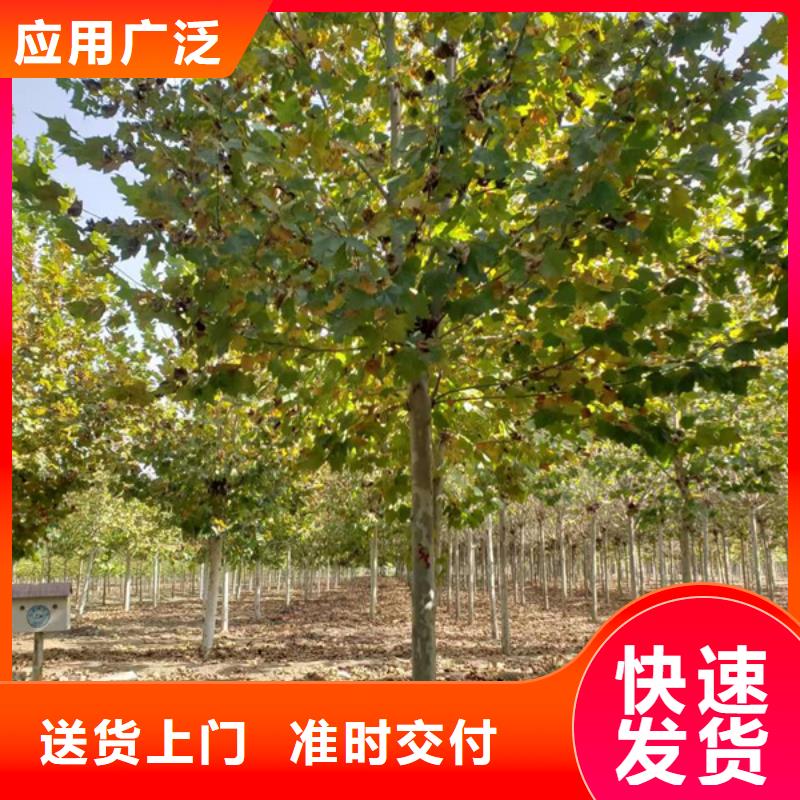法桐美國(guó)紅楓實(shí)力見證