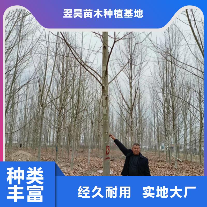 法桐北京栾工厂价格