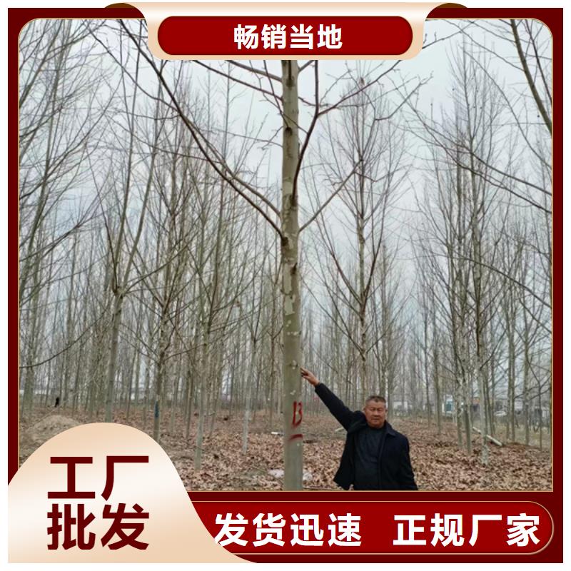 法桐_北京欒我們更專(zhuān)業(yè)