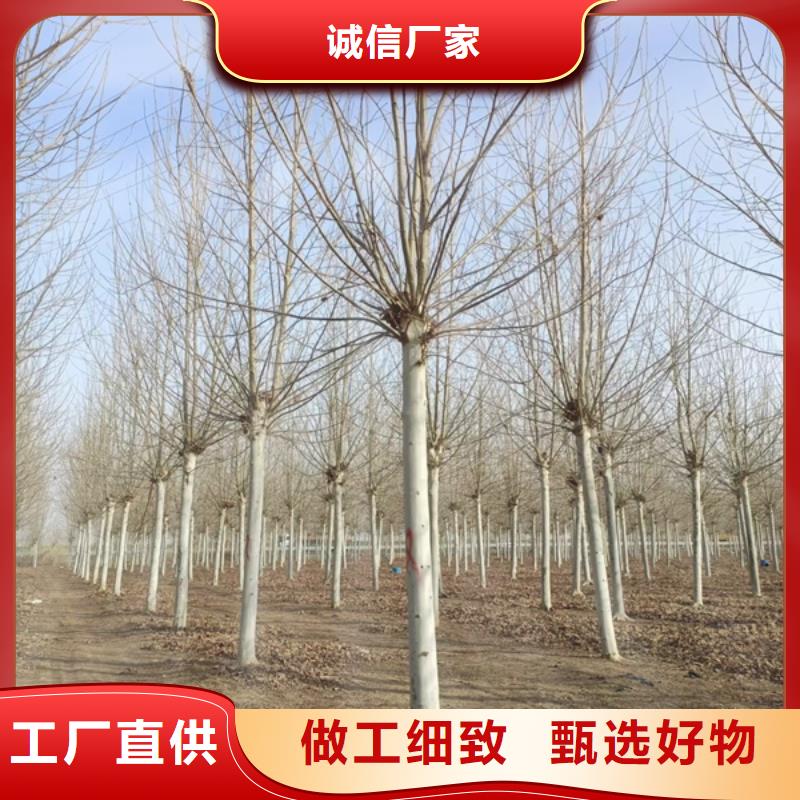 法桐 炫麗海棠制造生產(chǎn)銷售