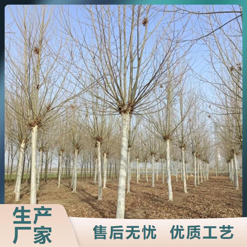 法桐,秋紫白蜡为您提供一站式采购服务