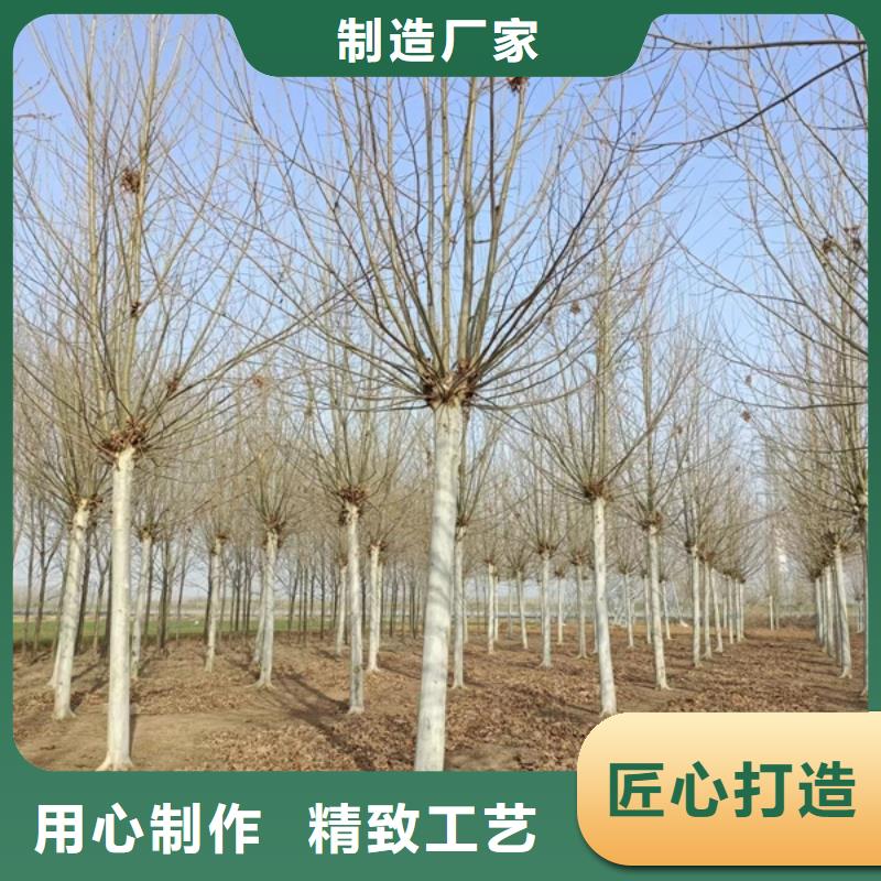 【法桐】 金葉白蠟一站式采購方便省心