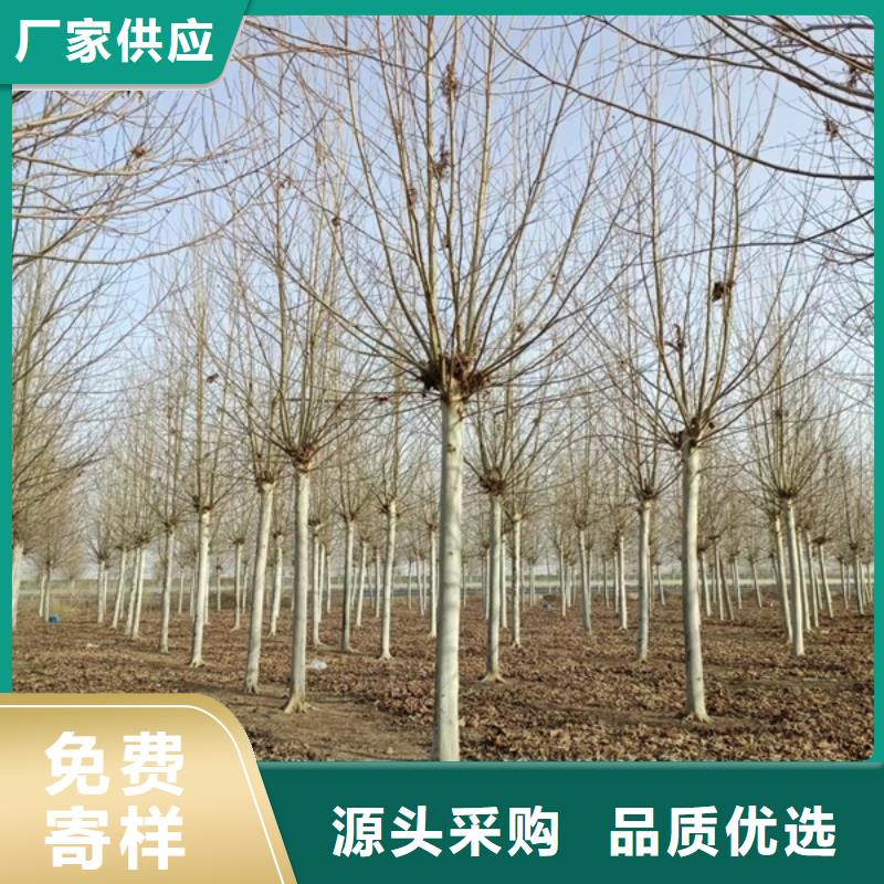 法桐金葉白蠟講信譽(yù)保質(zhì)量