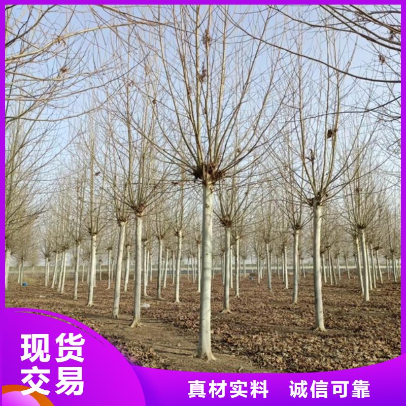 法桐 美國紅楓老客戶鐘愛