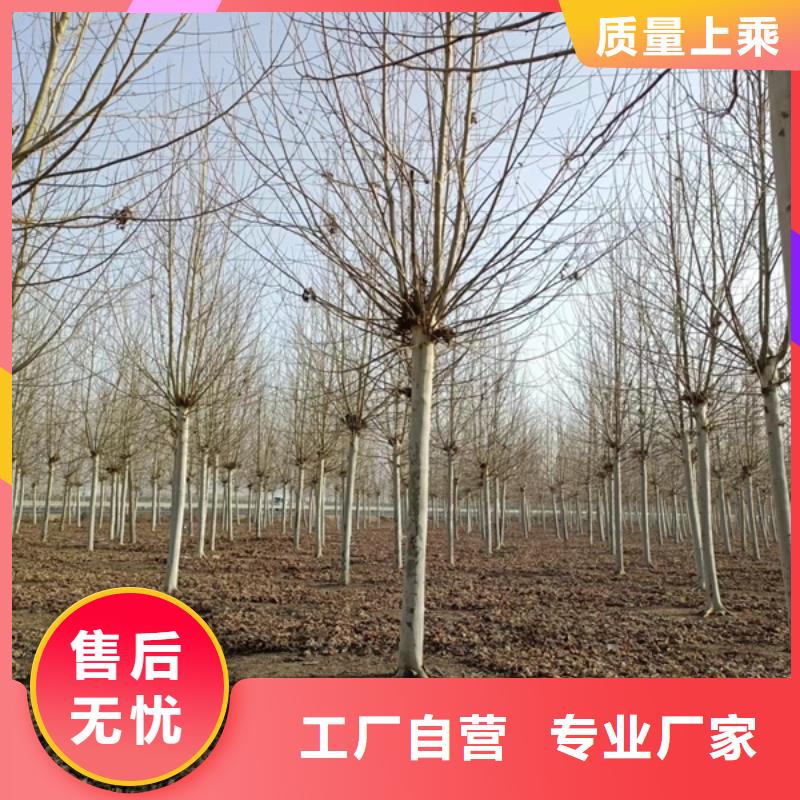 法桐金葉槐優(yōu)質(zhì)工藝