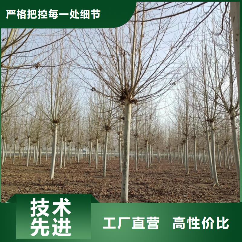 法桐北京欒供貨及時