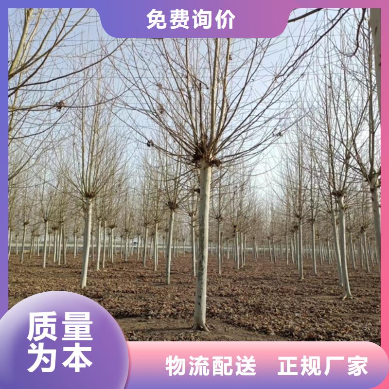 法桐_原生冠法桐正規(guī)廠家