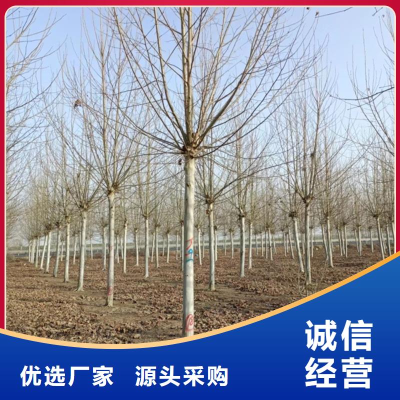 法桐_五角楓專業(yè)設(shè)計(jì)