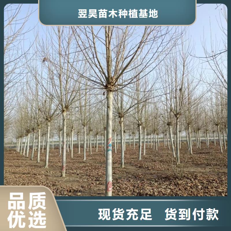 法桐五角枫厂家型号齐全