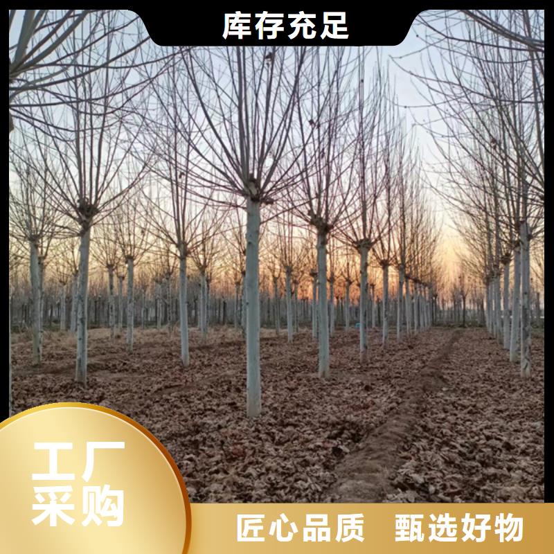法桐-白蜡专业供货品质管控