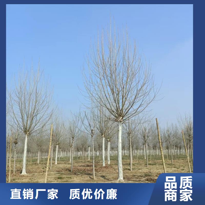 法桐黃金槐廠家直營(yíng)