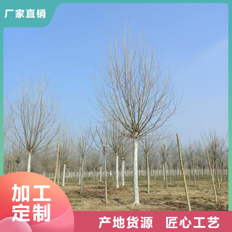 法桐金葉復葉槭質(zhì)量優(yōu)價格低