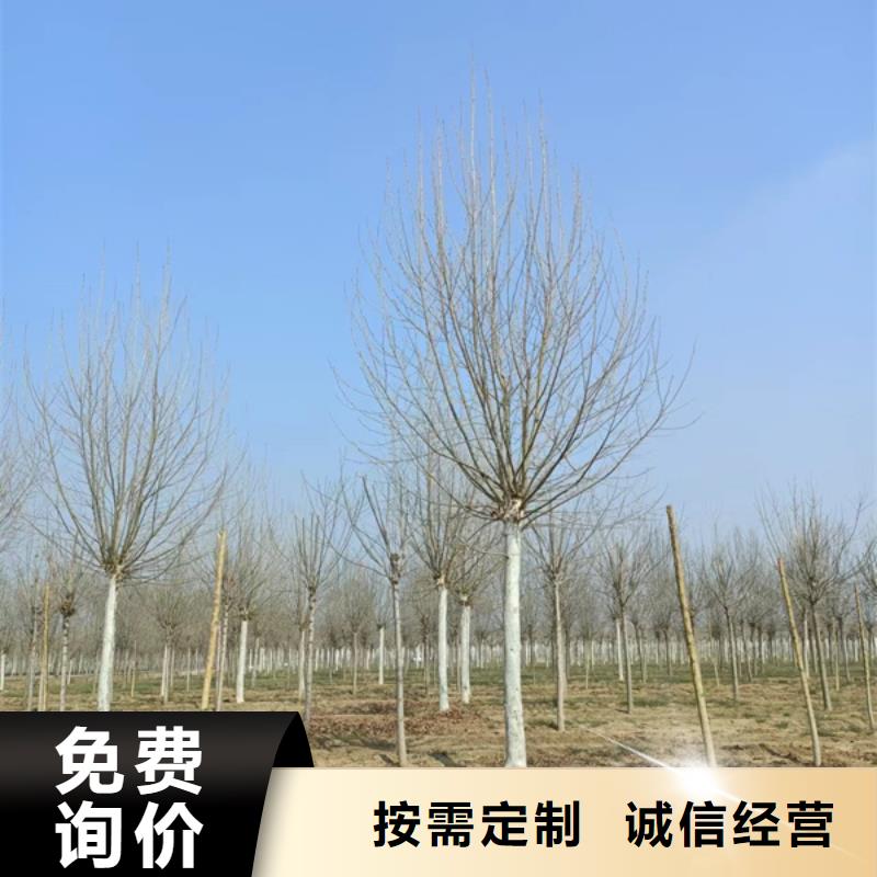 法桐白蠟暢銷當?shù)?></div>
				 
					                           <!--  判斷下如果客戶有視頻，顯示這段-->
                        <div   id=