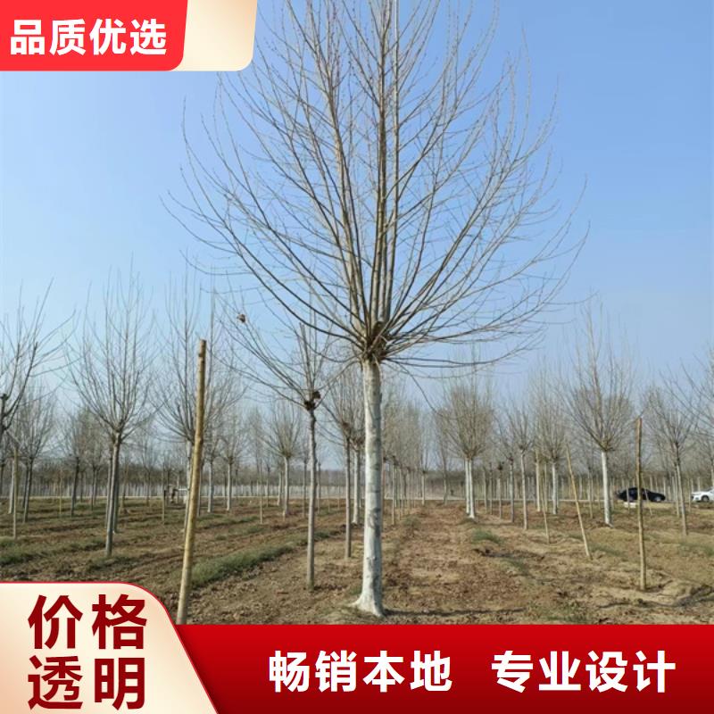 法桐,樱花实力公司