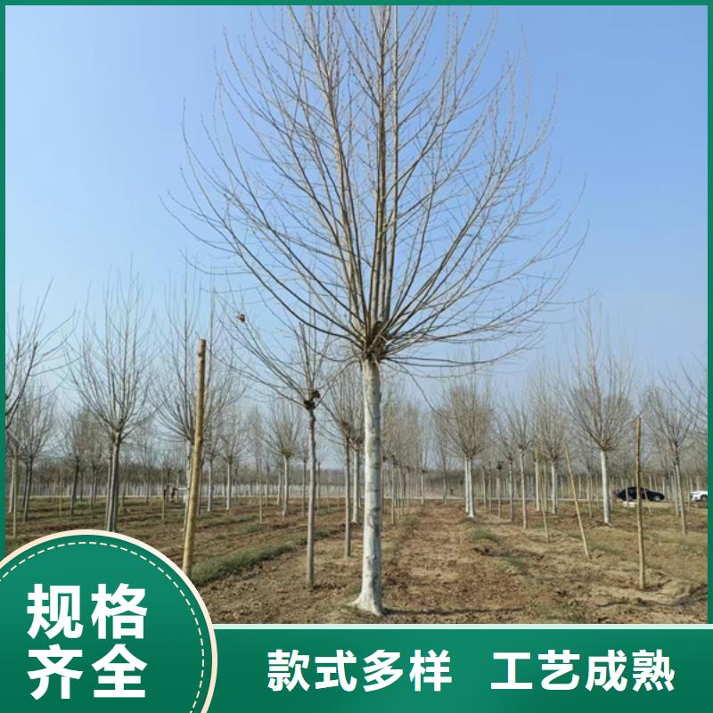 法桐櫻花現(xiàn)貨快速采購(gòu)