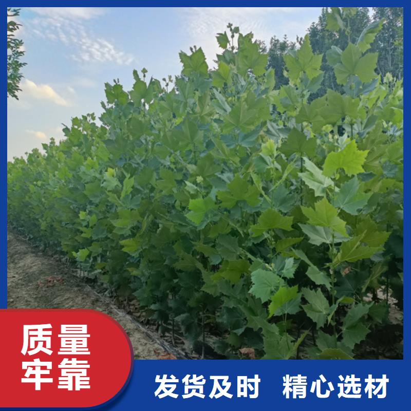 法桐-美国红枫一站式采购商家