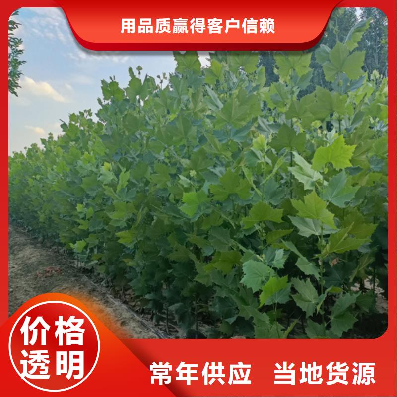 法桐 炫麗海棠制造生產(chǎn)銷售