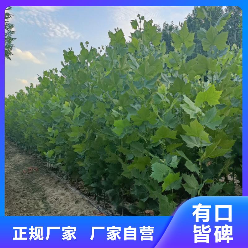 法桐【金葉槐】從源頭保證品質(zhì)