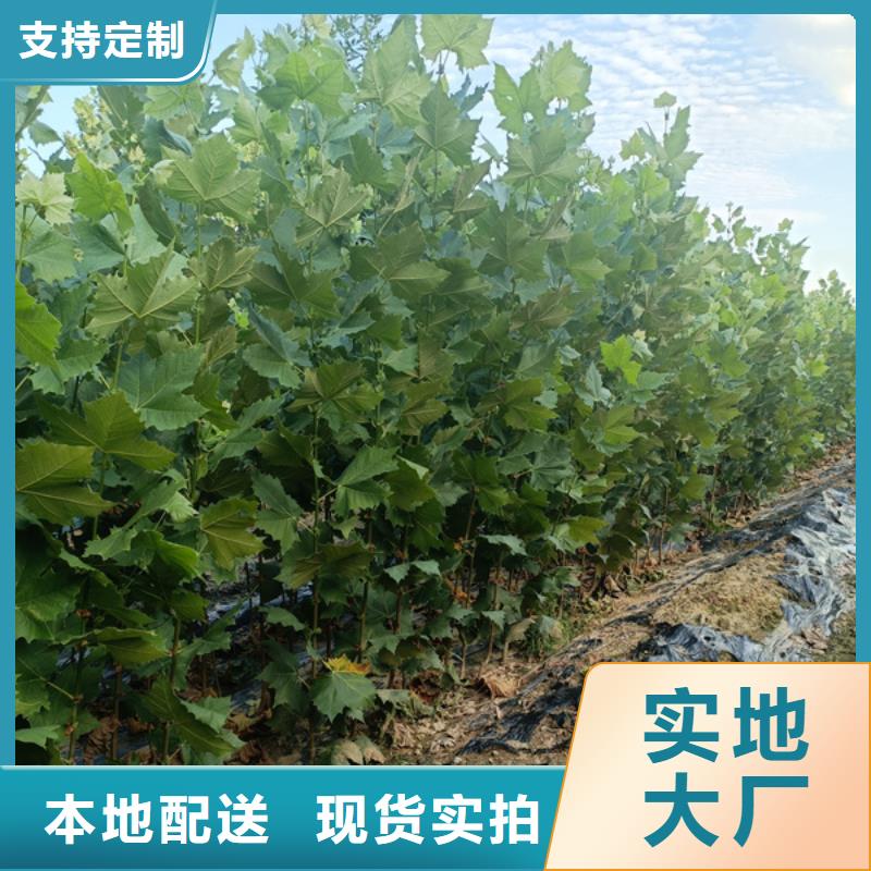 【法桐,原生冠法桐為您提供一站式采購服務(wù)】