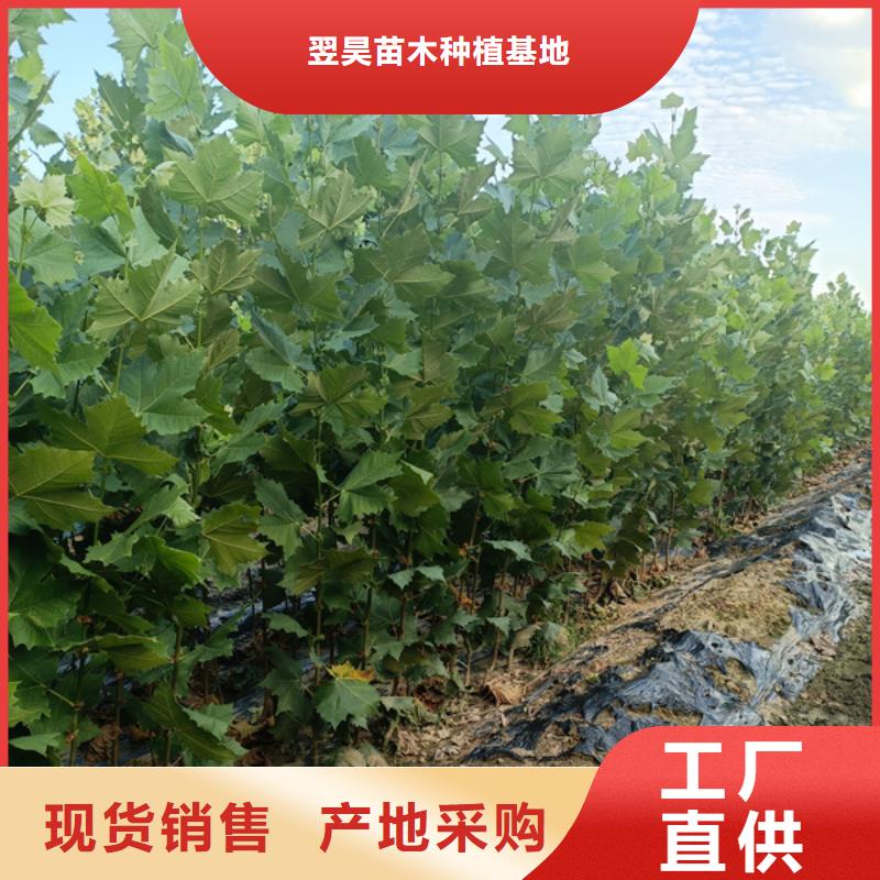 法桐黃金槐源廠直銷