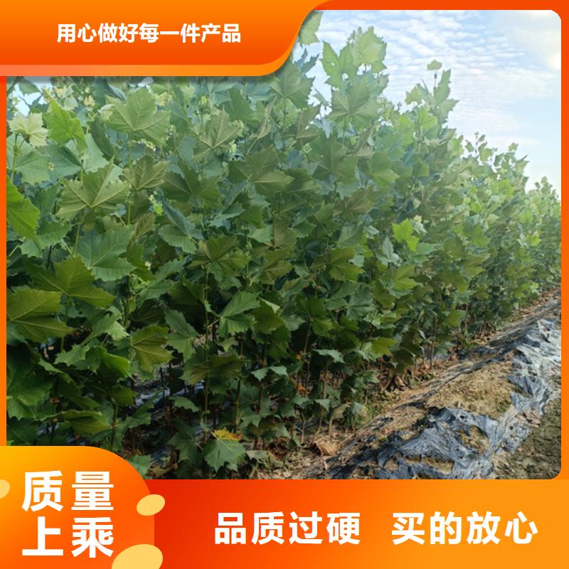 法桐_秋紫白蜡买的放心安兴用的舒心