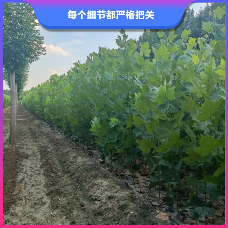 法桐,炫丽海棠质量为本
