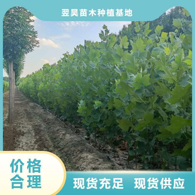 法桐黄金槐厂家直营