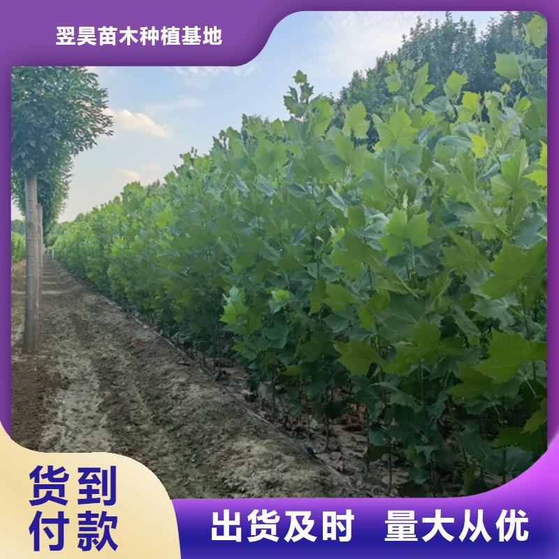 法桐,【白蠟】大廠家實(shí)力看得見(jiàn)