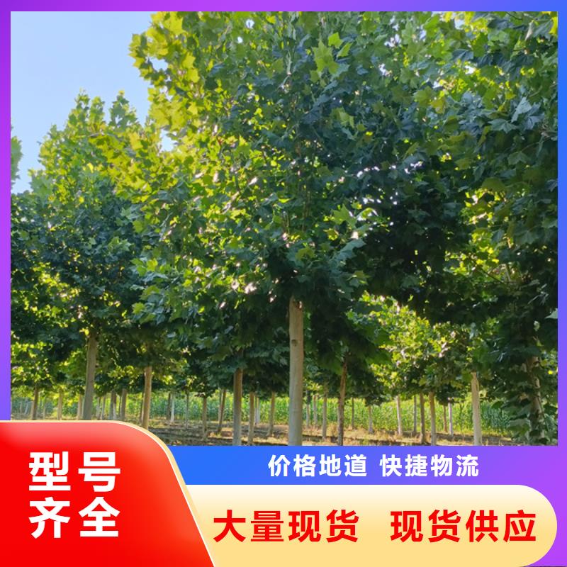 法桐金叶白蜡一致好评产品