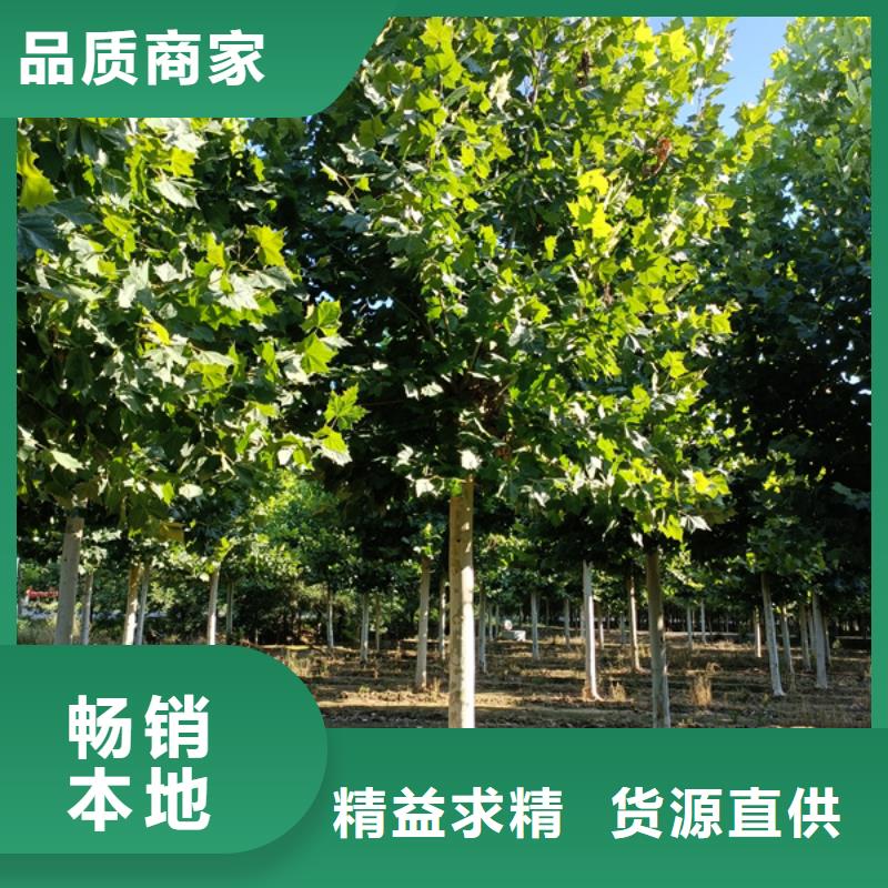 法桐国槐拒绝伪劣产品