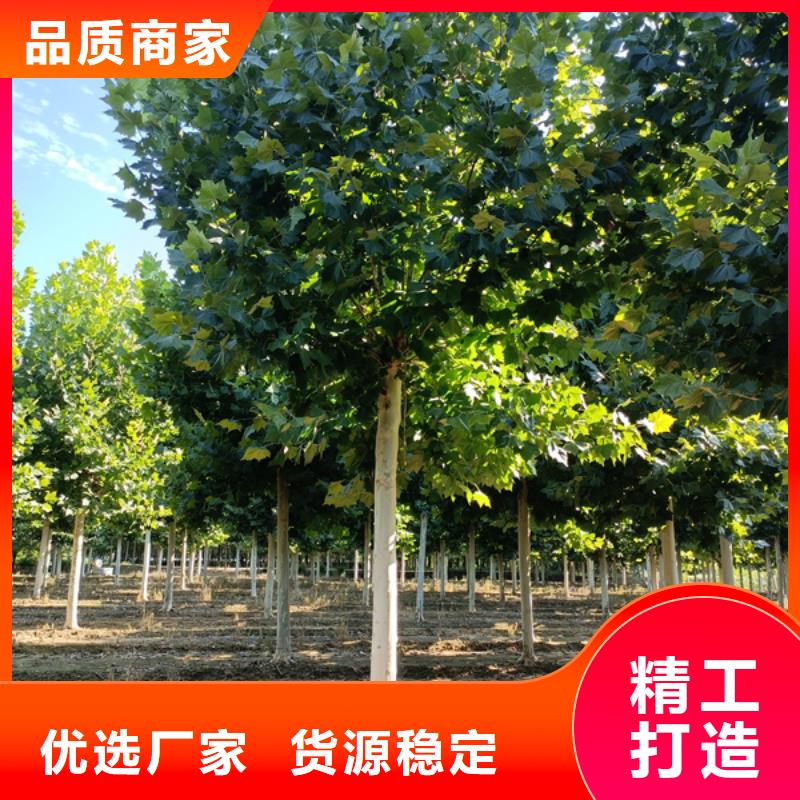 法桐金葉槐優(yōu)質(zhì)工藝