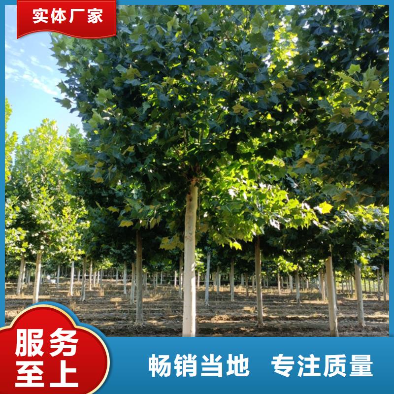 法桐,五角楓服務始終如一