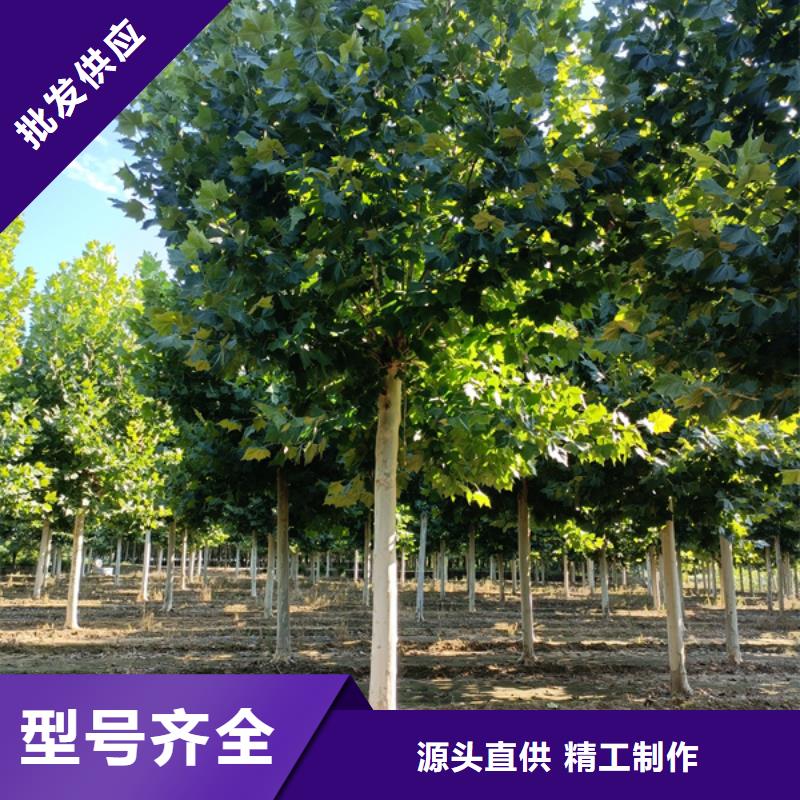法桐_截杆发帽自有厂家